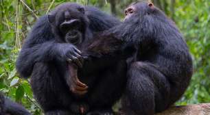 Chimpanzés selvagens são filmados usando 'primeiros socorros da floresta'