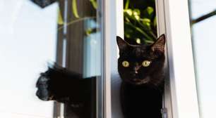 8 cuidados para o gato não sair de casa