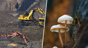Em 2019 descobrimos fungos capazes de metabolizar ouro; algumas pessoas já querem transformar isso na chave para a mineração espacial