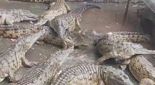 Entenda por que população de crocodilos foi colocada manualmente em rio na Venezuela