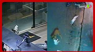 Gato mascote de academia dá 'voadora' em cão e salva gatinha de ataque no interior de SP