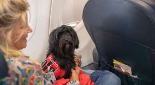 STJ decide que companhias aéreas podem recusar embarque de animais de suporte emocional