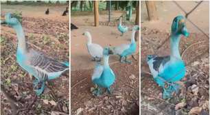 Capivaras e patos azuis são vistos em córrego após vazamento de corante