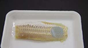 Cientistas desenvolvem embalagem que muda de cor quando peixe estraga