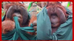 Zoológico americano flagra orangotango dando nó em tecido e encanta internautas