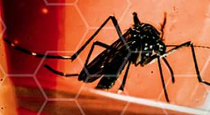 Se pode ser dengue, pode ser grave: conheça as estratégias de enfrentamento do Ministério da Saúde