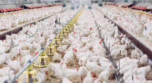 Brasil registra primeiro foco de gripe aviária em granja comercial, no RS