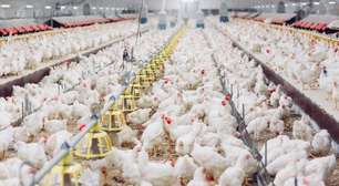Gripe aviária: governo confirma 1º foco em granja comercial no Brasil