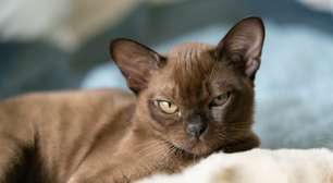 8 raças de gato mais inteligentes