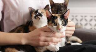 O que significa quando uma pessoa tem muitos gatos, de acordo com a psicologia?
