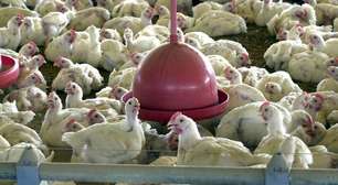 China e UE suspendem compra de frango do Brasil após caso de gripe aviária