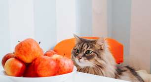 Veja como oferecer certos alimentos ao gato de forma segura