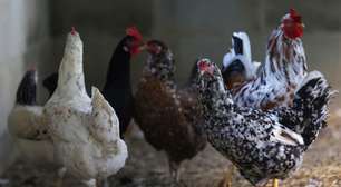 México suspende importações de aves do Brasil após caso de gripe aviária