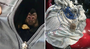 Casal suspeito de caçar animais silvestres é preso em flagrante no RJ