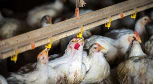 Chile, Uruguai e México também suspendem compra de frango do Brasil