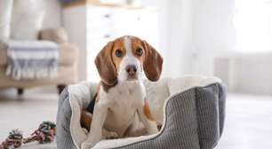 Veja o que fazer caso seu animal sofra uma queda