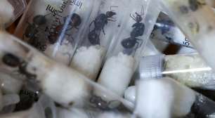 Cinco mil formigas colocam contrabando de animais em foco
