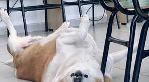 Conheça Silveira, cachorro 'reitor' da UFSM que viralizou nas redes