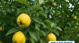 Você conhece o marmeleiro? O nome e o fruto vão te surpreender