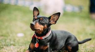 15 raças de cachorro pequeno amáveis e ideais para a sua família