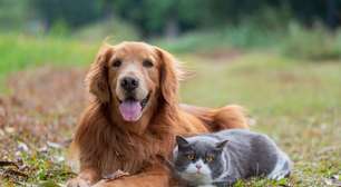 Entenda como é feita a transfusão de sangue em animais