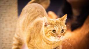 Cientistas descobrem relação entre a coloração laranja e gênero de gatos