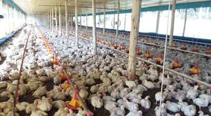 Gripe aviária: exportação de frango e ovos do Brasil está suspensa para 17 destinos; veja quais