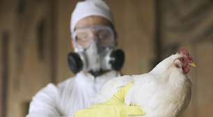 Gripe aviária: por que cientistas alertam que doença pode causar próxima pandemia