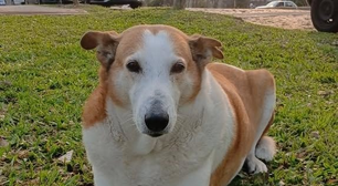 Saiba quem é Silveira, o cão de universidade gaúcha queridinho das redes sociais