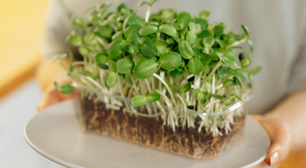 Esta erva de inverno é o vegetal mais saudável do mundo e cresce agora em dezembro