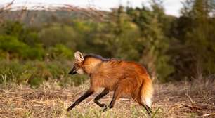 8 curiosidades incríveis sobre o lobo-guará