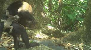 Macacos-prego sequestram filhotes de bugios por tédio