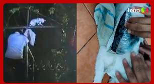 Gato 'traficante' é capturado carregando drogas para presídio na Costa Rica
