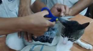 Gato 'traficante' é capturado carregando drogas para presídio na Costa Rica