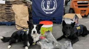 Cão farejador da PRF ajuda a localizar skunk em encomenda nos Correios no RS