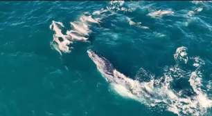 Baleia é flagrada 'dançando' com golfinhos no Rio; veja vídeo
