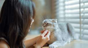 8 raças de gato extremamente dóceis