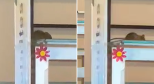 Rato aparece em 'bandejão' da PUC-SP e universidade interdita local; veja vídeo