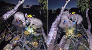 Trabalhador morre após ser atingido por tronco de árvore durante poda em fazenda de GO