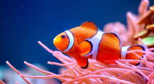 'Nemo encolhendo': peixes-palhaço menores emitem alerta sobre o calor dos oceanos