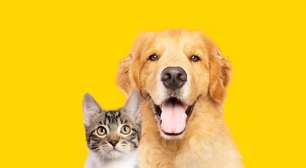Saiba como identificar e prevenir doenças renais em animais