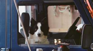 Cadela Panda vence a Palm Dog no Festival de Cannes 2025