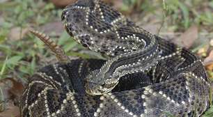 Criança de 4 anos morre após picada de cobra no RN