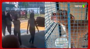Vídeo mostra momento da invasão de pitbull em escola do Rio de Janeiro