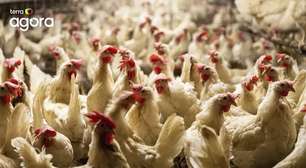 Terra Agora debate prejuízos da gripe aviária e traz entrevista com Ana Paula Padrão