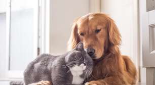 7 raças de cachorro ideais para quem tem gato