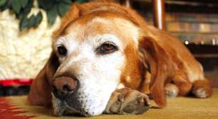 Proteja seu pet! Saiba como identificar doenças silenciosas em cães