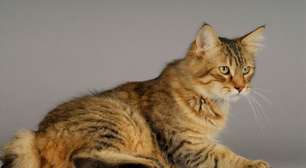 4 características do gato da raça pixie-bob