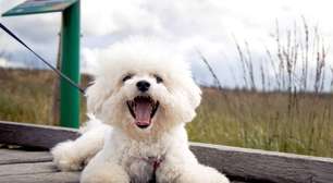 4 características do cachorro da raça bichon frisé