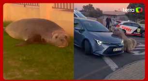 Elefante-marinho é visto 'passeando' em vizinhança na África do Sul